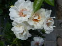 Open Your Eyes rose photo