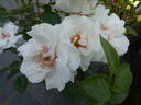 Open Your Eyes rose photo