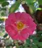Flirt 2011 rose photo
