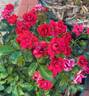 Flower Carpet Mini Cherry rose photo