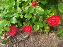 Oso Easy Double Red rose photo