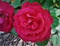 Oso Easy Double Red rose photo