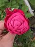 Four Inch Heels rose photo