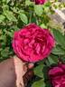 Four Inch Heels rose photo