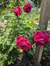 Four Inch Heels rose photo