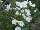 Rosy Boom rose photo