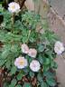Utopia rose photo