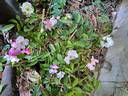 Frisson Frais rose photo