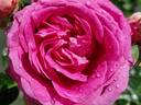 Bernadette Lafont ® rose photo
