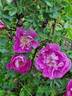 Peter Boyd rose photo