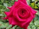 Chrysler Imperial rose photo