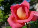 Parfum Royal Cl. rose photo