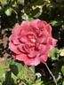 Black Tea rose photo