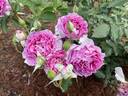 Sheherazade rose photo