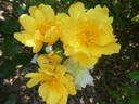 Coloma® rose photo