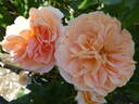 Sangerhäuser Jubiläumsrose ® rose photo