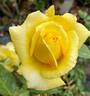 Hopie Girl rose photo