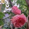 Long Island rose photo