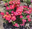 Disneyland Rose ® rose photo