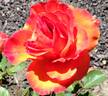 Gingersnap rose photo
