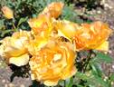 Easy Going ™ rose photo