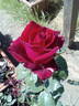 Velvet Fragrance rose photo