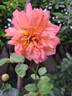 Jardin d'Entêoulet ® rose photo