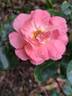 Panthère Rose ® rose photo
