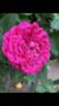Général Washington rose photo