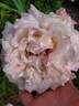 Belinda's Blush™ rose photo