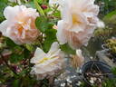 Schöne vom See rose photo