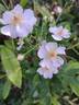 Rosanatura Alba rose photo