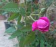 Souvenir de Yeddo rose photo