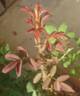 Souvenir de Yeddo rose photo