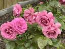 Plum Perfect Sunbelt rose photo