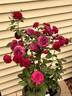 Celestial Night ™ rose photo