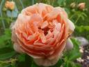 At Last rose photo
