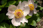 Early Daybreak peony photo