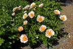 Athena peony photo