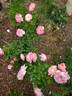 Nicole ® rose photo