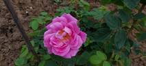 Griseldis rose photo