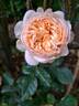 Belle Romantica rose photo
