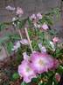 Frisson Frais rose photo