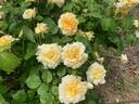 Claudia Cardinale ® rose photo