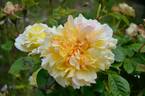 Claudia Cardinale ® rose photo