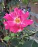 Flirt 2011 rose photo