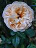 Belle Romantica rose photo