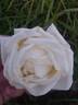 Alexander Hill Gray rose photo