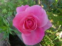 Grandma's Blessing rose photo