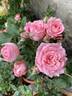 Corail Gelée rose photo